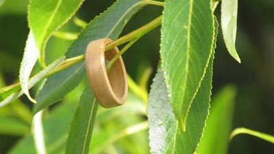 Willow ring in a willow tree